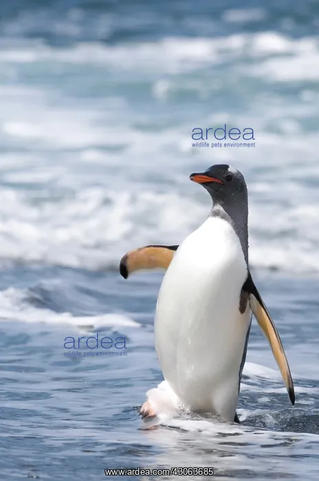 : South Georgia, Cooper Bay, Gentoo Penguin : South Georgia, Cooper Bay, Gentoo Penguin