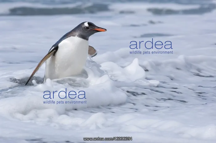 : South Georgia, Cooper Bay, Gentoo Penguin : South Georgia, Cooper Bay, Gentoo Penguin