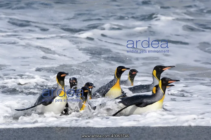 : South Georgia, Cooper Bay. Group of King : South Georgia, Cooper Bay. Group of King