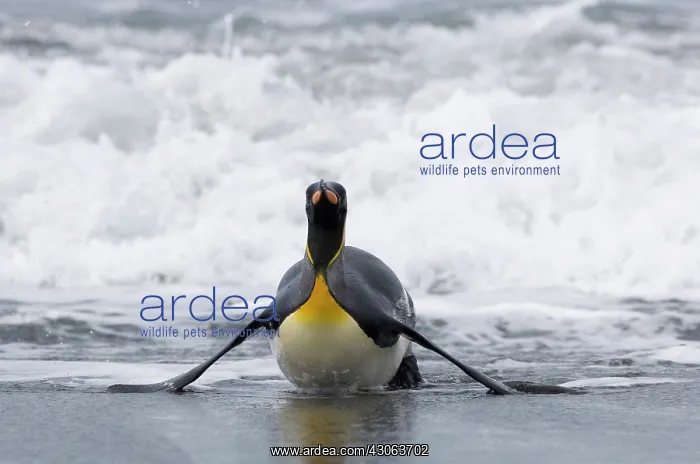 : South Georgia, Cooper Bay. King penguin : South Georgia, Cooper Bay. King penguin