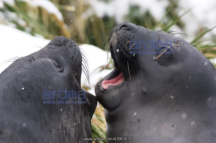 : South Georgia, Fortuna Bay. Couple of Southern : South Georgia, Fortuna Bay. Couple of Southern
