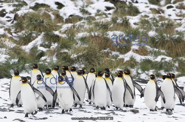 : South Georgia, Fortuna Bay. Group of King : South Georgia, Fortuna Bay. Group of King
