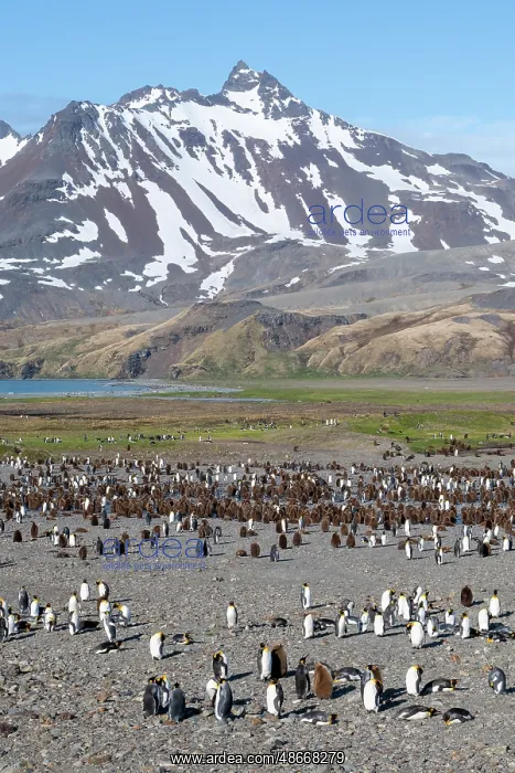 : South Georgia, Fortuna Bay. King penguin colony, adults with : South Georgia, Fortuna Bay. King penguin colony, adults with