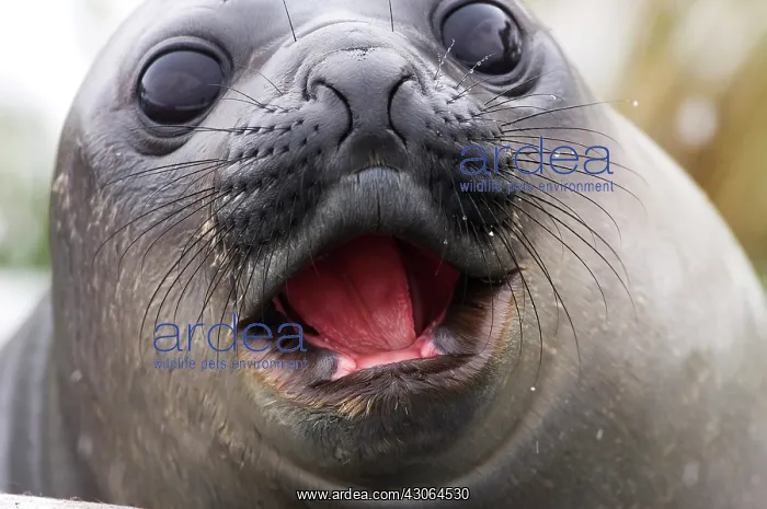 : South Georgia, Fortuna Bay. Southern Elephant : South Georgia, Fortuna Bay. Southern Elephant