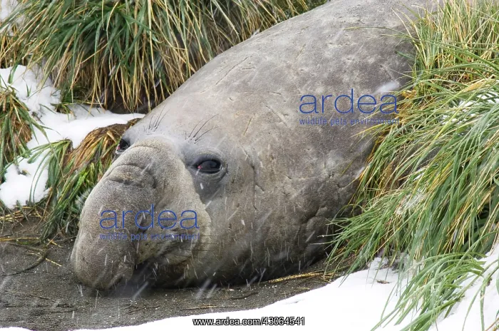 : South Georgia, Fortuna Bay. Southern Elephant : South Georgia, Fortuna Bay. Southern Elephant