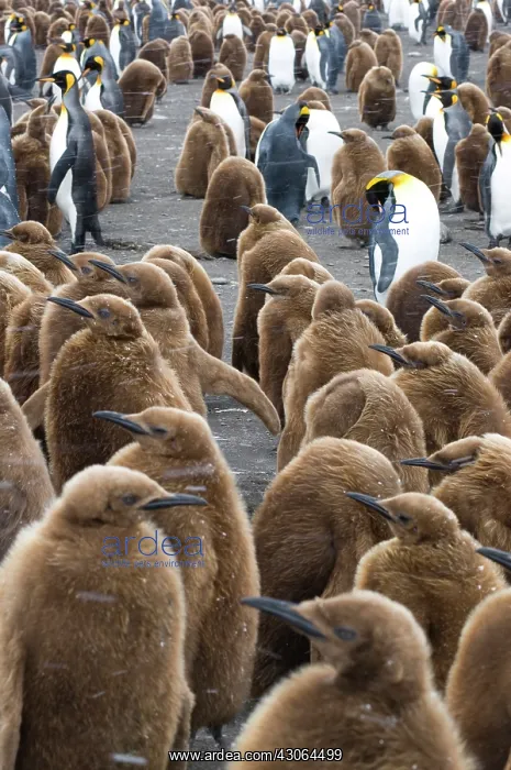 : South Georgia, Gold Harbour. King penguin : South Georgia, Gold Harbour. King penguin