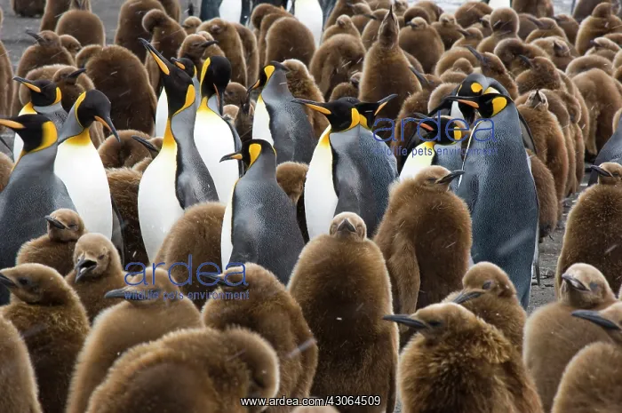  : South Georgia, Gold Harbour. King penguin