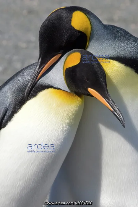 : South Georgia, Gold Harbour. King penguins : South Georgia, Gold Harbour. King penguins
