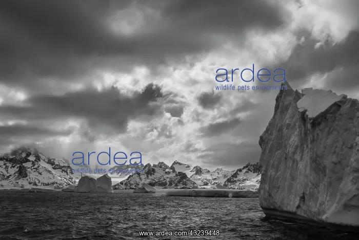 : South Georgia Island. Black and white Landscape : South Georgia Island. Black and white Landscape