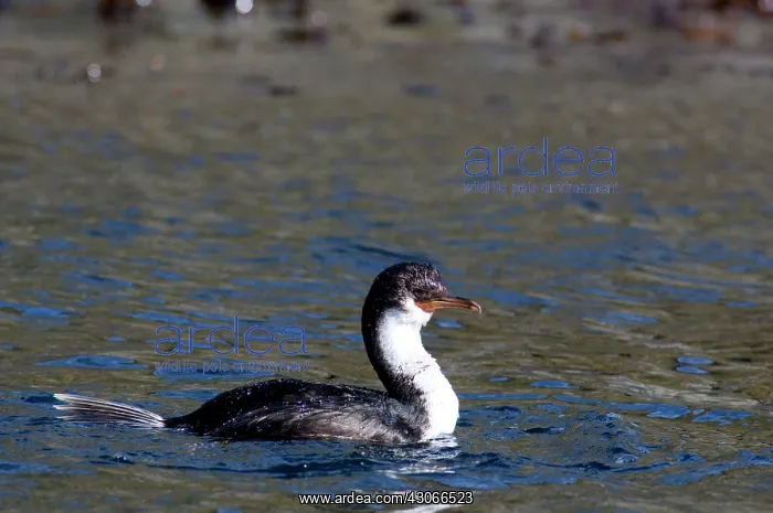 : South Georgia Island, Godthul. Blue-eyed : South Georgia Island, Godthul. Blue-eyed