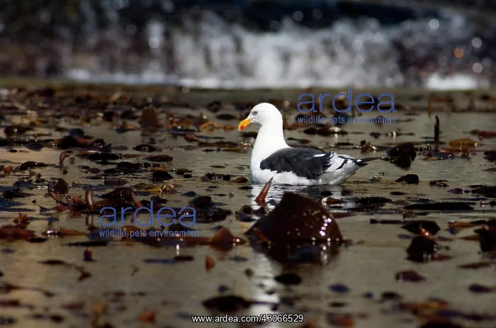 : South Georgia Island, Godthul. Kelp gull : South Georgia Island, Godthul. Kelp gull