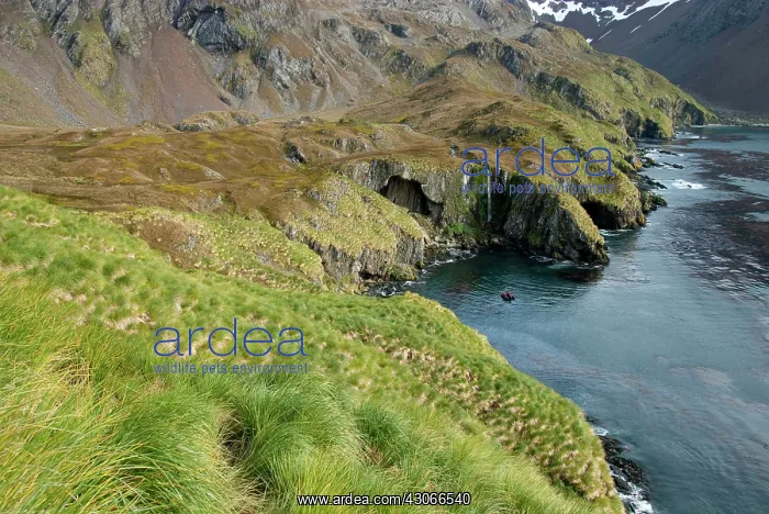 : South Georgia Island, Godthul. Scenic tussac : South Georgia Island, Godthul. Scenic tussac