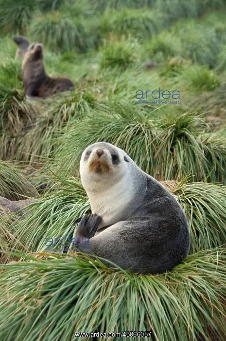 : South Georgia Island, Godthul. Young Antarctic : South Georgia Island, Godthul. Young Antarctic