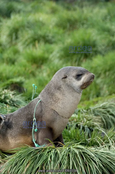  : South Georgia Island, Godthul. Young Antarctic