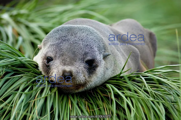 : South Georgia Island, Godthul. Young Antarctic : South Georgia Island, Godthul. Young Antarctic