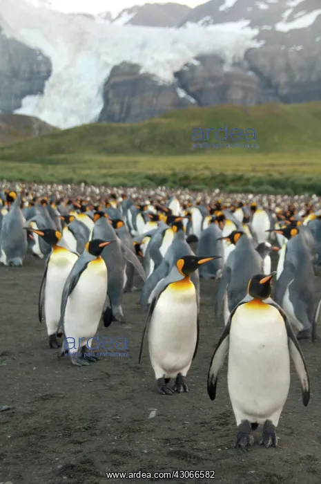 : South Georgia Island, Gold Harbor. King : South Georgia Island, Gold Harbor. King