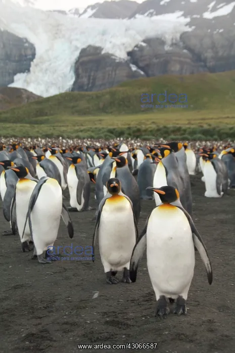 : South Georgia Island, Gold Harbor. King : South Georgia Island, Gold Harbor. King