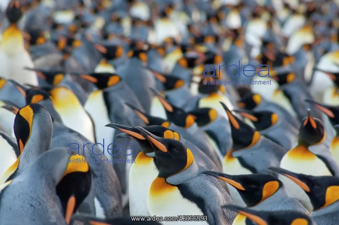 : South Georgia Island, Gold Harbor. King : South Georgia Island, Gold Harbor. King