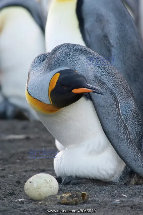: South Georgia Island, Gold Harbor. King : South Georgia Island, Gold Harbor. King