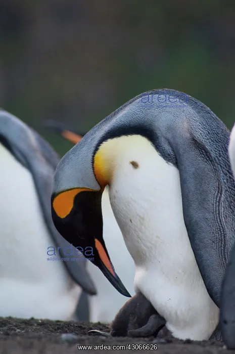 : South Georgia Island, Gold Harbor. King : South Georgia Island, Gold Harbor. King