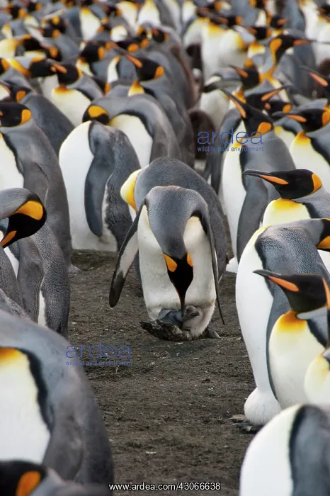 : South Georgia Island, Gold Harbor. King : South Georgia Island, Gold Harbor. King