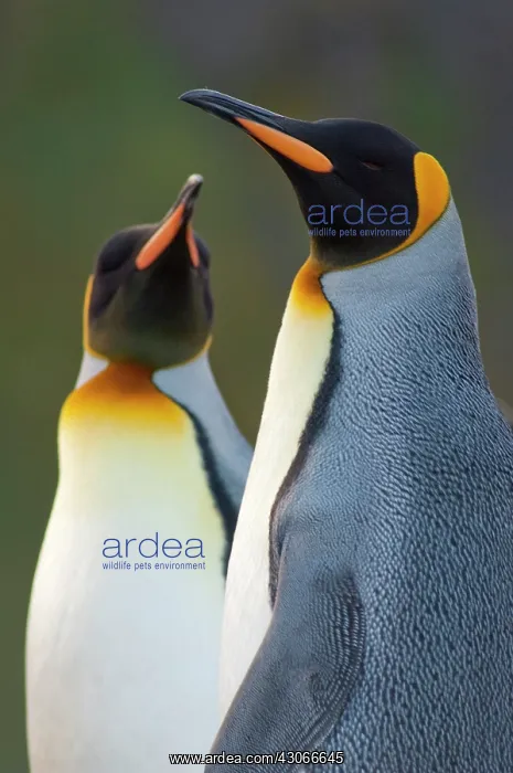 : South Georgia Island, Gold Harbor. King : South Georgia Island, Gold Harbor. King