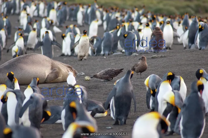 : South Georgia Island, Gold Harbor. King : South Georgia Island, Gold Harbor. King