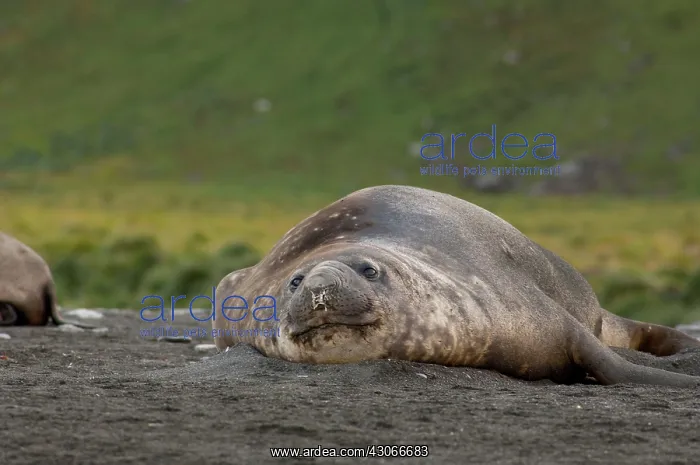 : South Georgia Island, Gold Harbor. Lone : South Georgia Island, Gold Harbor. Lone