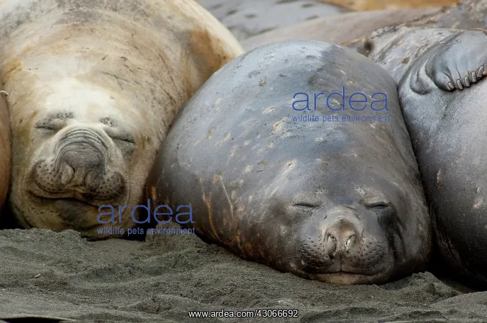 : South Georgia Island, Gold Harbor. Southern : South Georgia Island, Gold Harbor. Southern