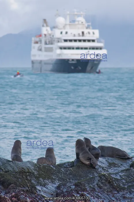 : South Georgia Island, Gold Harbor. Young : South Georgia Island, Gold Harbor. Young