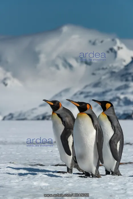 : South Georgia Island. Group of king penguins walk : South Georgia Island. Group of king penguins walk