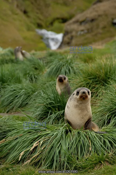 : South Georgia Island. Grytviken, King Edward : South Georgia Island. Grytviken, King Edward