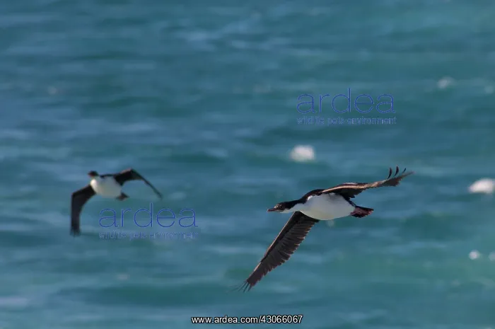 : South Georgia Island. Northern coastal at : South Georgia Island. Northern coastal at
