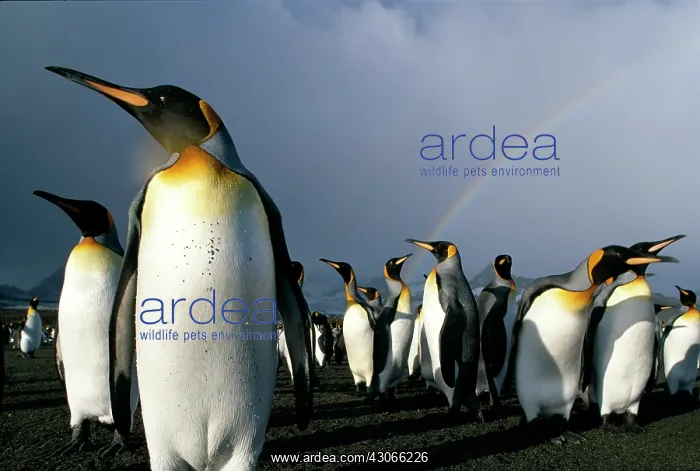: South Georgia Island, Rainbow above colony : South Georgia Island, Rainbow above colony