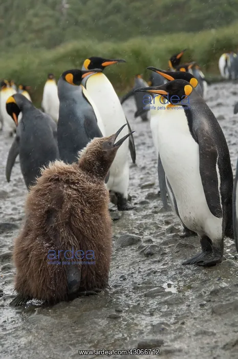 : South Georgia Island, Salisbury Plain. Second : South Georgia Island, Salisbury Plain. Second