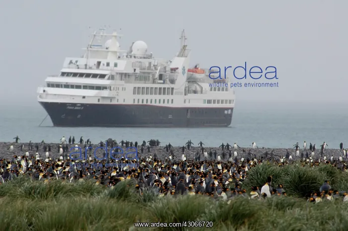 : South Georgia Island, Salisbury Plain. Silversea's : South Georgia Island, Salisbury Plain. Silversea's