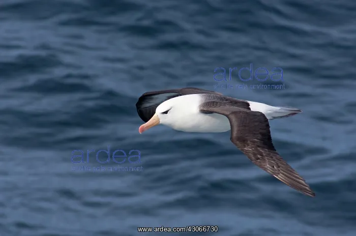 : South Georgia Island, Smaaland Cove. Black-browed : South Georgia Island, Smaaland Cove. Black-browed