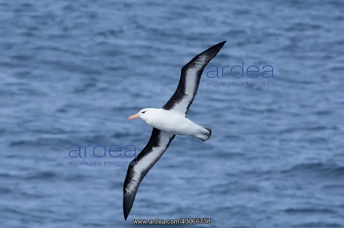 : South Georgia Island, Smaaland Cove. Black-browed : South Georgia Island, Smaaland Cove. Black-browed