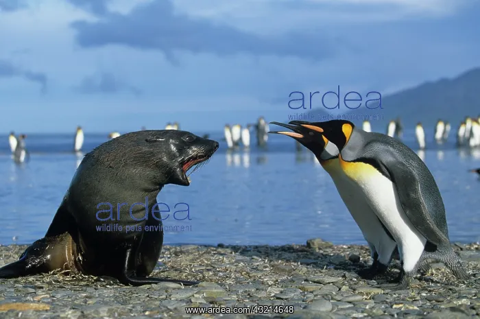 : South Georgia Island, St. Andrews Bay, King : South Georgia Island, St. Andrews Bay, King