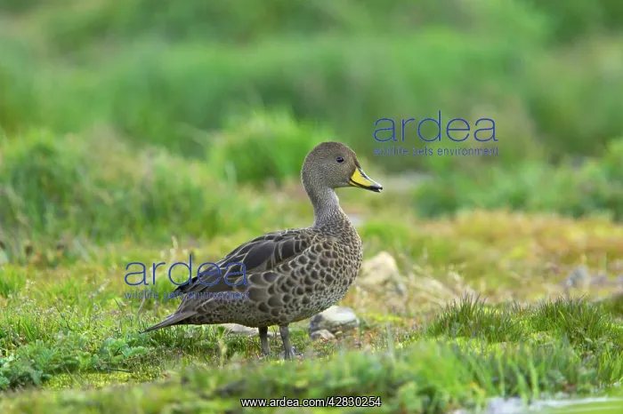  : South Georgia Pintail