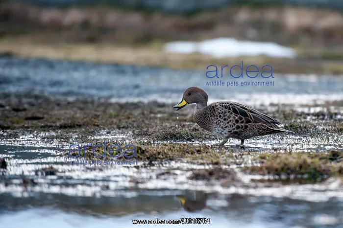 : South Georgia Pintail Duck walking on grass : South Georgia Pintail Duck walking on grass