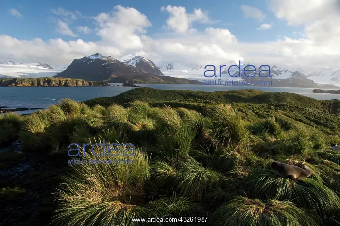 : South Georgia, Prion Island. Baby fur seal : South Georgia, Prion Island. Baby fur seal