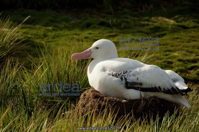 : South Georgia, Prion Island. Wandering albatross : South Georgia, Prion Island. Wandering albatross