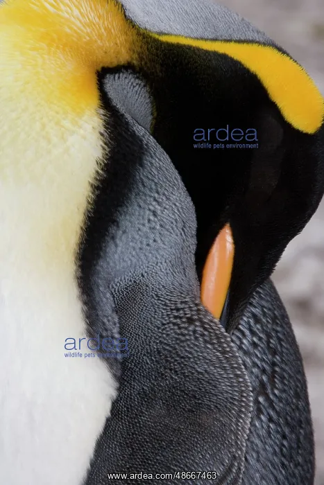 : South Georgia, Right Whale Bay. Close-up of king penguin : South Georgia, Right Whale Bay. Close-up of king penguin