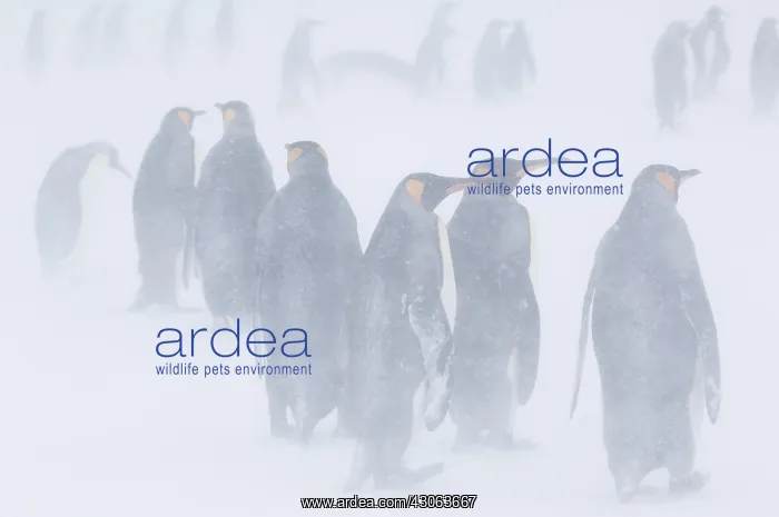 : South Georgia, St. Andrews Bay. King penguin : South Georgia, St. Andrews Bay. King penguin