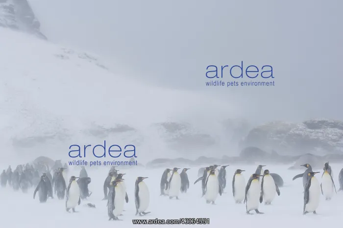  : South Georgia, St. Andrews Bay. King penguin