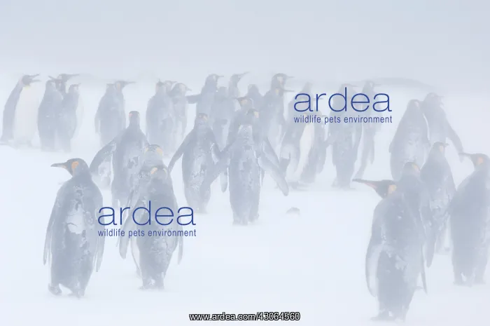 : South Georgia, St. Andrews Bay. King penguin : South Georgia, St. Andrews Bay. King penguin