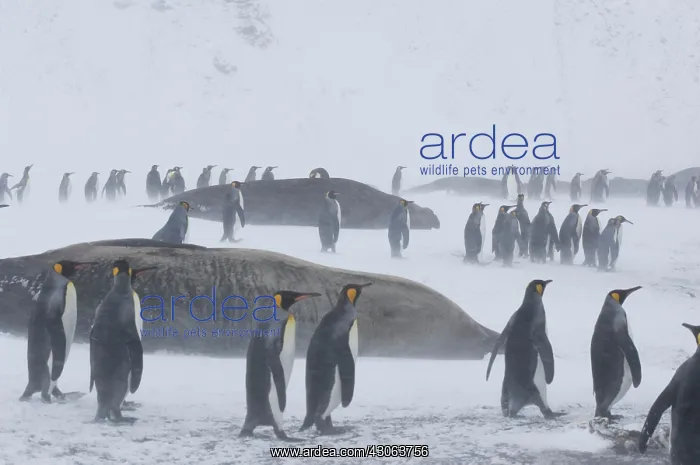 : South Georgia, St. Andrews Bay. King penguins : South Georgia, St. Andrews Bay. King penguins