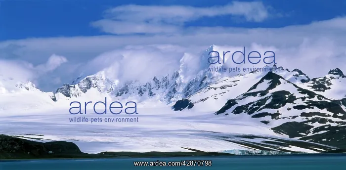 : South Georgia Sub Antarctic : South Georgia Sub Antarctic