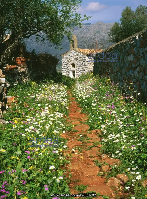 : South GREECE - old chapel with flowery path : South GREECE - old chapel with flowery path